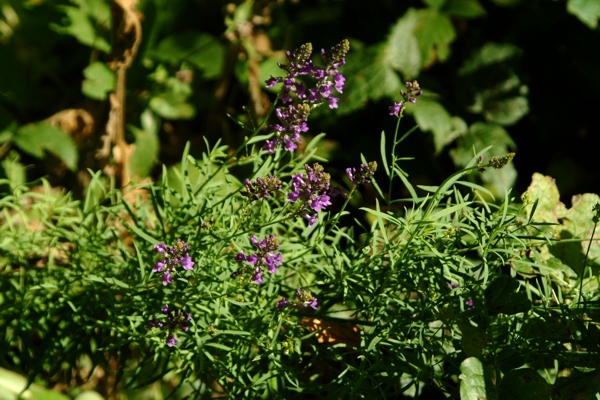 Linaria purpurea / Linajola purpurea